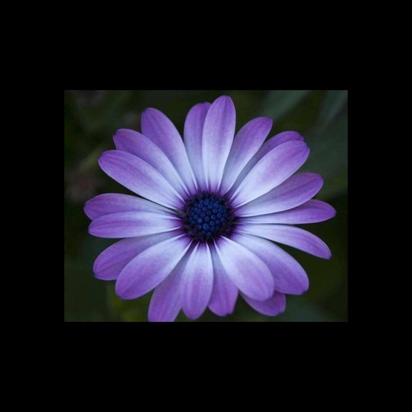 Meet your Posher, Jenn - Picture 1 of 1